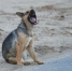 В РТ утвердили порядок введения экстраординарной ситуации из-за бездомных животных - Газета Знамя